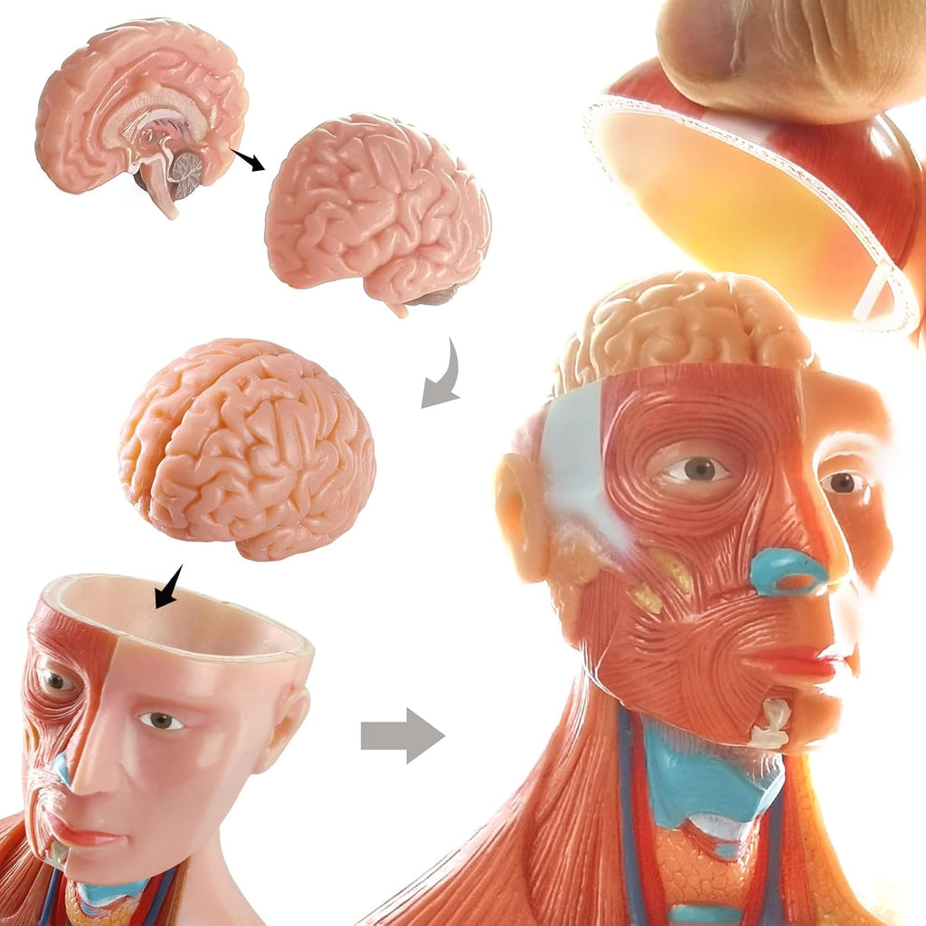 2026 New Human Body Model for Anatomy, 15 Pcs Removable 11 inch Human Torso Anatomical Model with Heart Head Skull