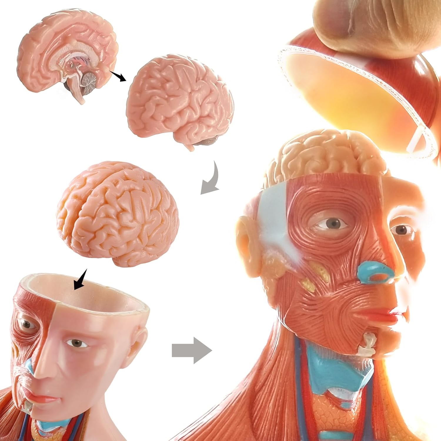 2026 New Human Body Model for Anatomy, 15 Pcs Removable 11 inch Human Torso Anatomical Model with Heart Head Skull