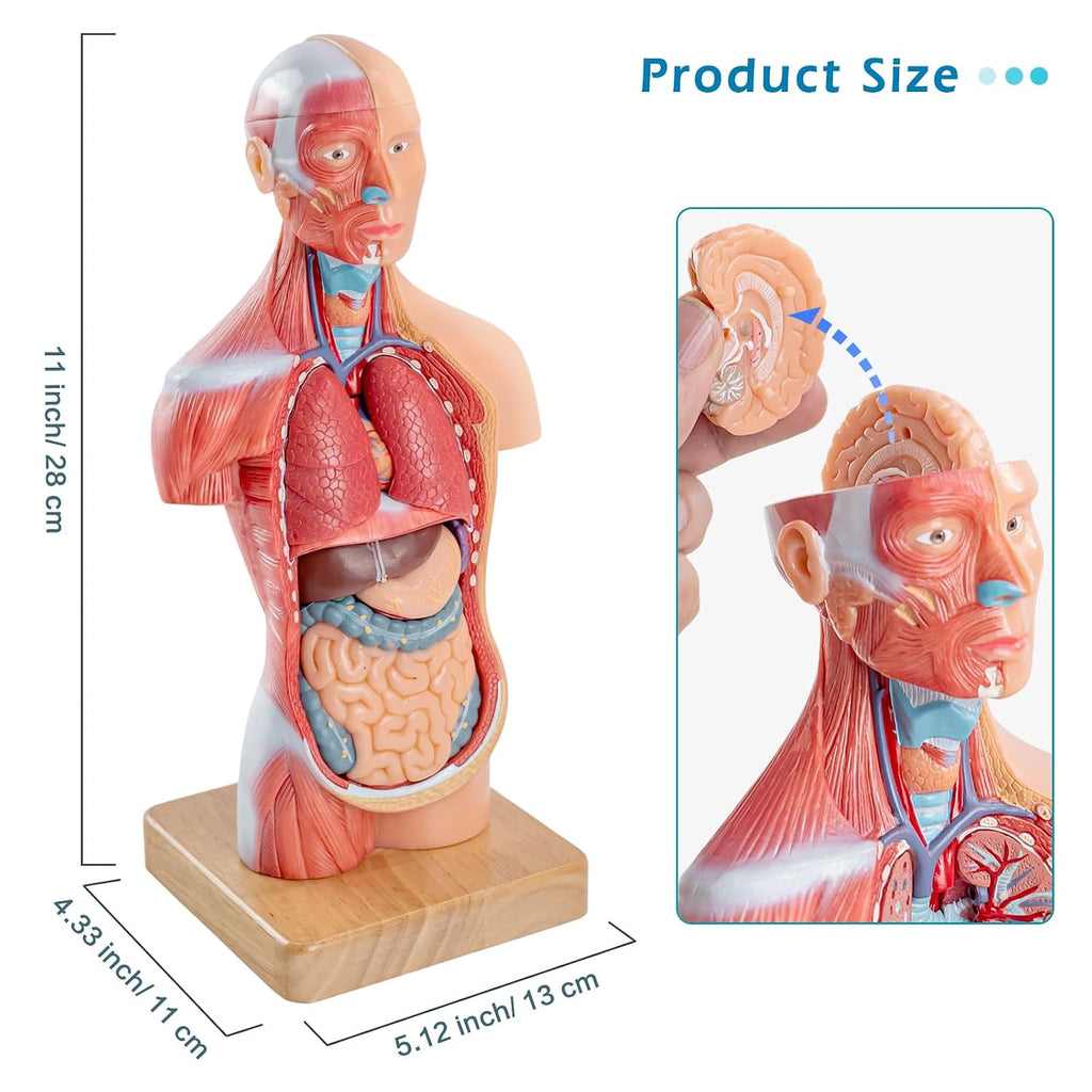 Human Body Model for Anatomy Study, 15 Part 11'' | Human Torso Model with Removable Organs Brain Lung Stomach Heart