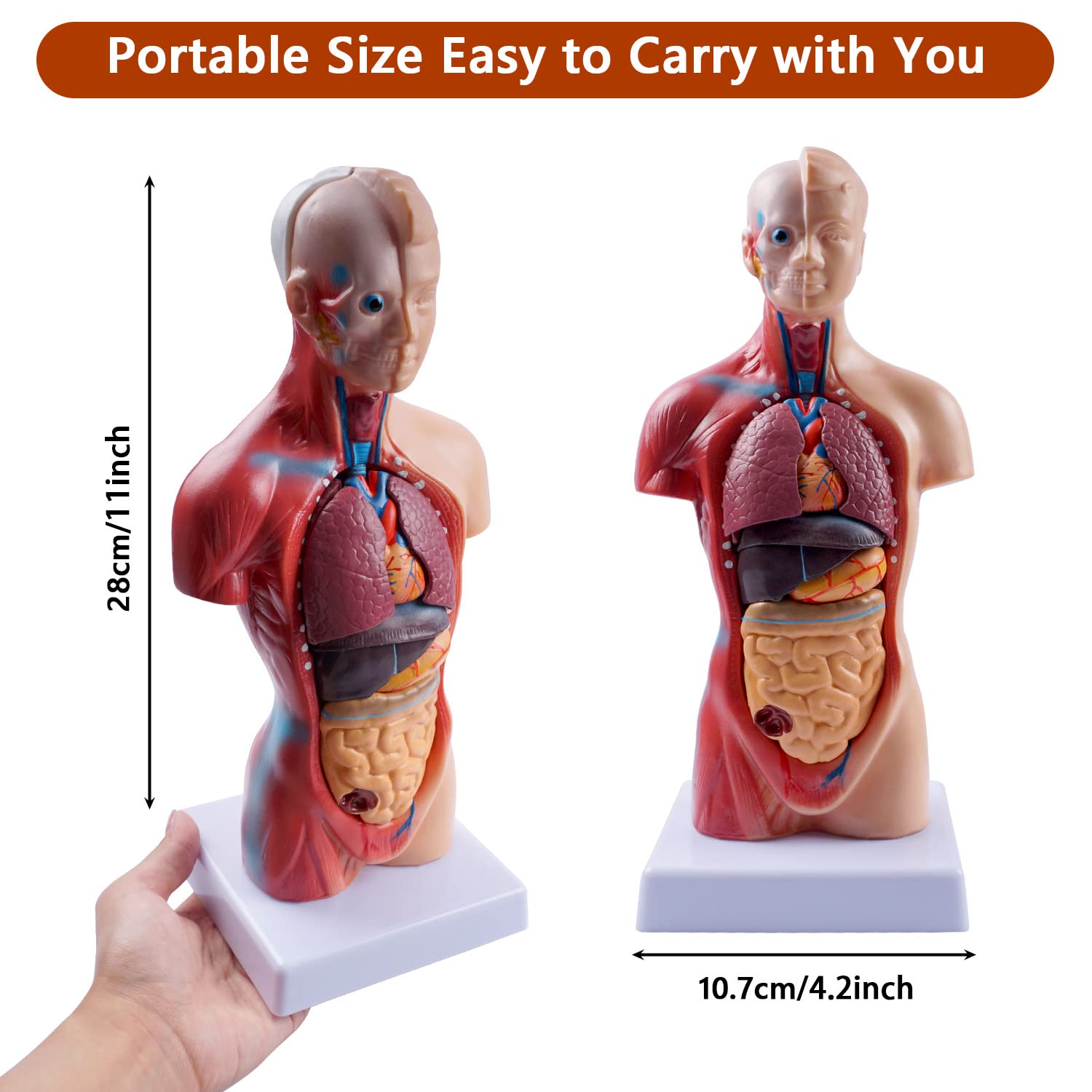 10.5inch Medical Torso Human Body Model Anatomy Doll 15 Removable Parts Education Organs Model for Teaching Study