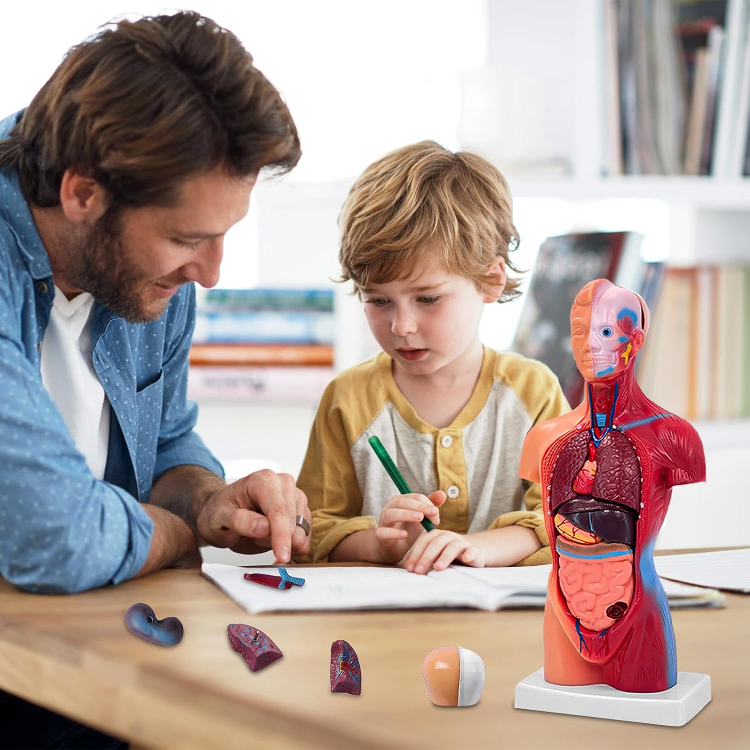 11 Inch Small Human Body Model for Anatomy Study - 15 Detachable Parts Educational Torso with Internal Organs, DIY