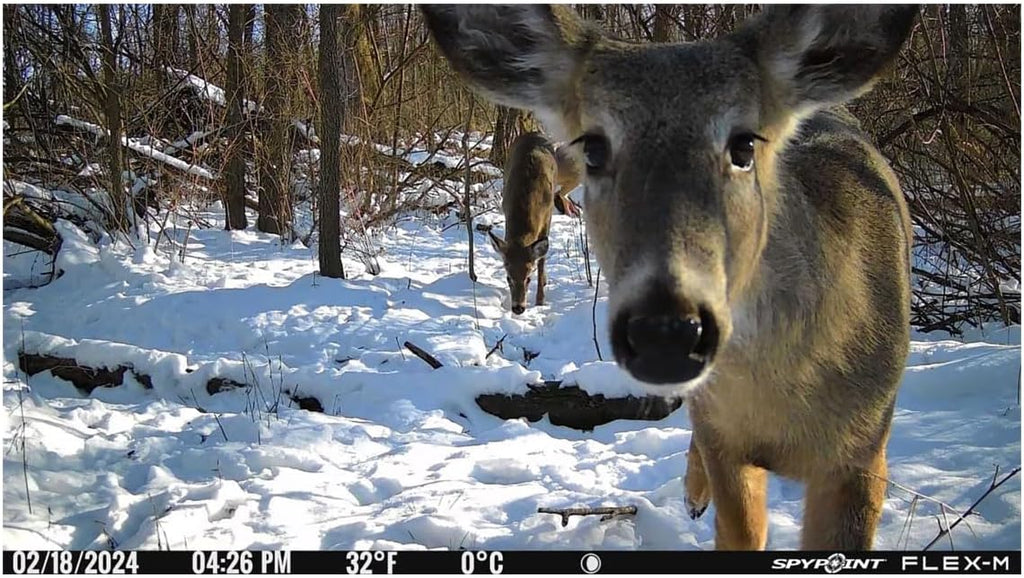 Flex-M Cellular Trail Camera - Best Hunting Accessories, No WiFi Needed, Night Vision, Motion Activated, Dual-Sim