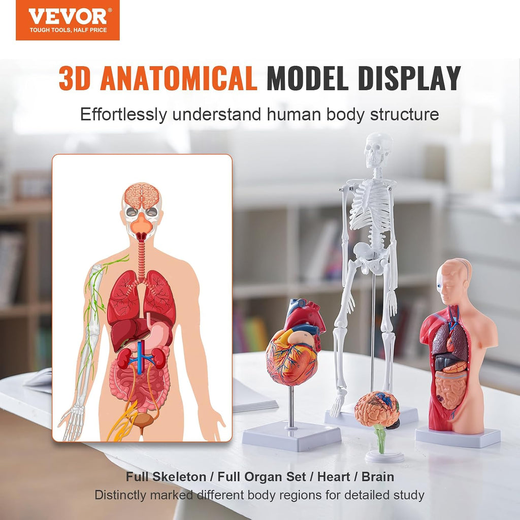 Human Anatomy Model Bundle Set - Human Skeleton, Brain, Human Torso Body, Heart - Set of 4, Detachable Hands-on 3D