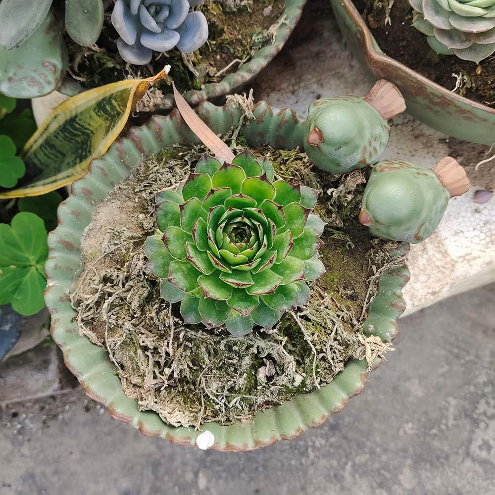 Special Design Fun Garden 6INCH Flower Planter Succulent Pot Indoor OutdoorPlanter (Bird)