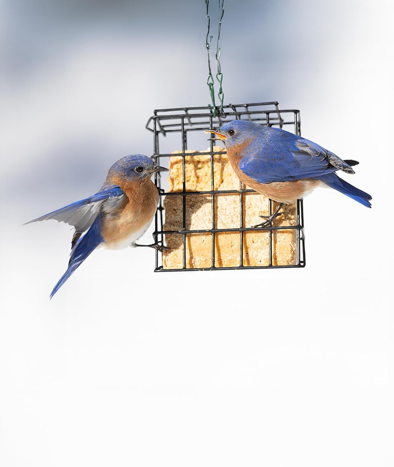 Berries Wild Bird Suet Cakes, 12 Pack, 12.15 oz Each | No-Melt Formula, High Energy Suet