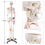 Human Skeleton Model, Life Size Anatomical Skeleton Replica with Spinal Nerves, Muscle Insertion and Origin Points