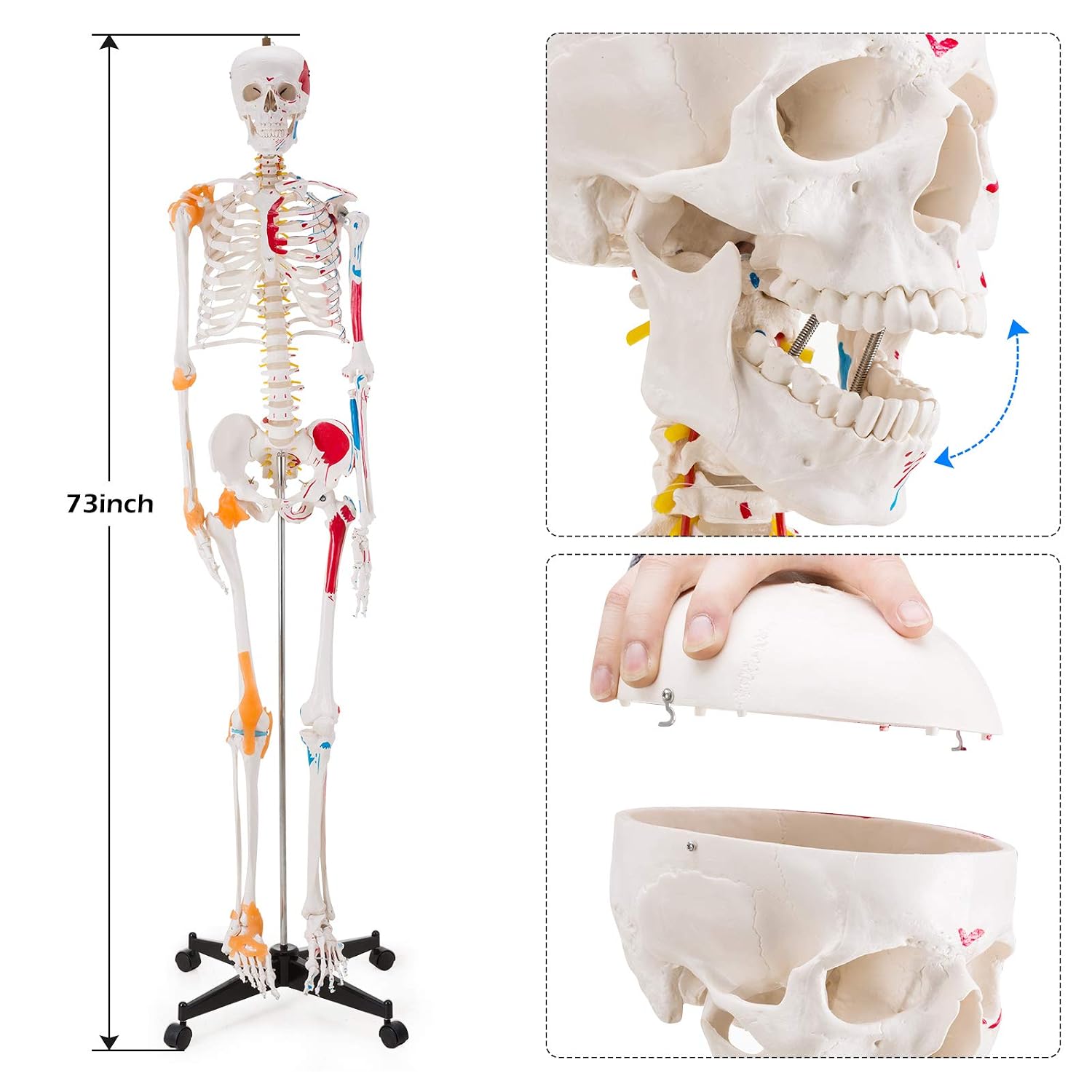 Human Skeleton Model, Life Size Anatomical Skeleton Replica with Spinal Nerves, Muscle Insertion and Origin Points