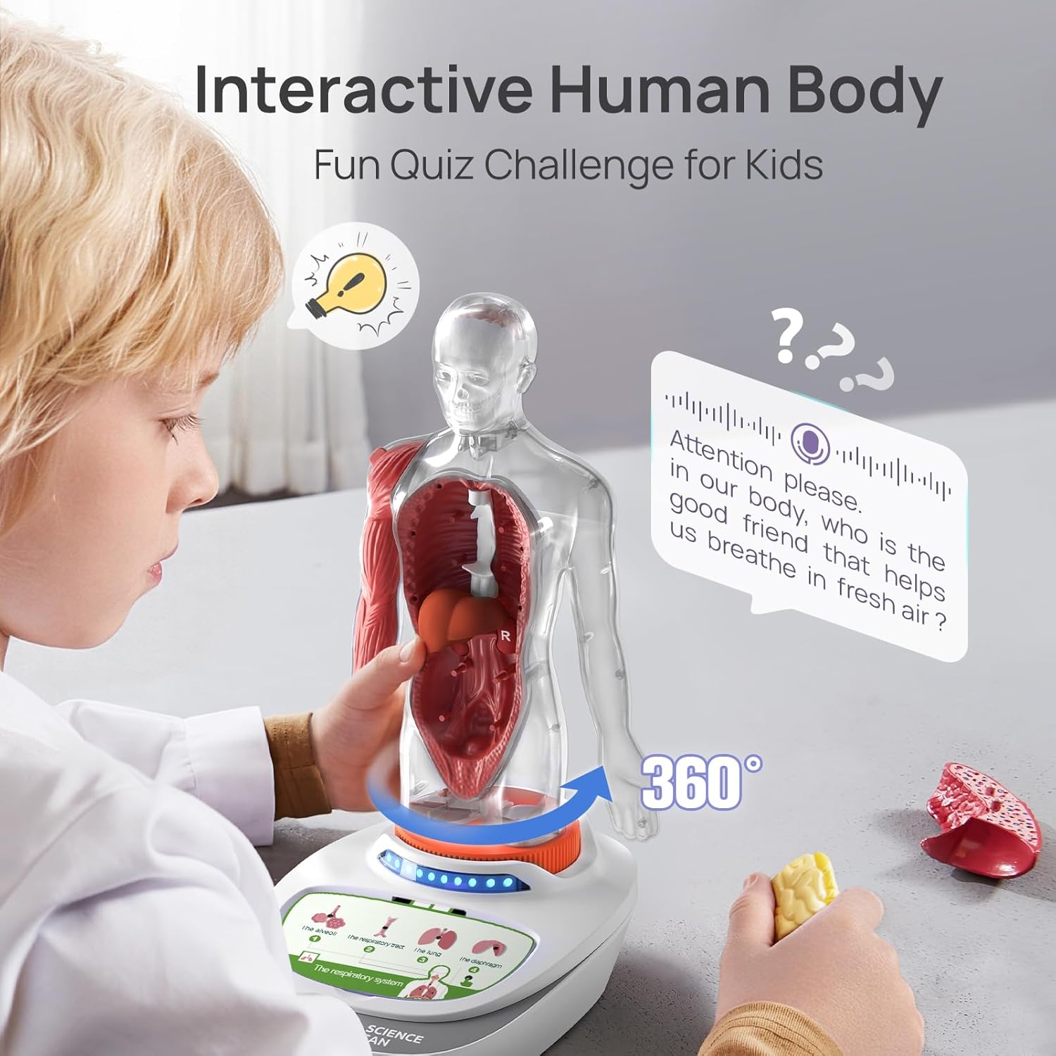 Human Body Model for Kids, Interactive Anatomy Learning Toys | 11" Human Anatomy Model, Knowledge/Quiz Mode, 15pcs