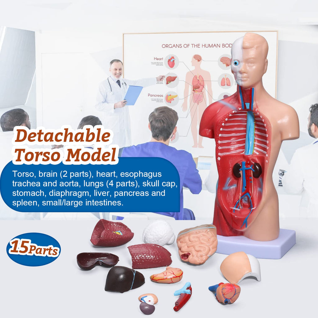 Human Heart & Body Torso & Skeleton Anatomy Model - Anatomical Assembly Model of Human Organs Mini Human Skeleton
