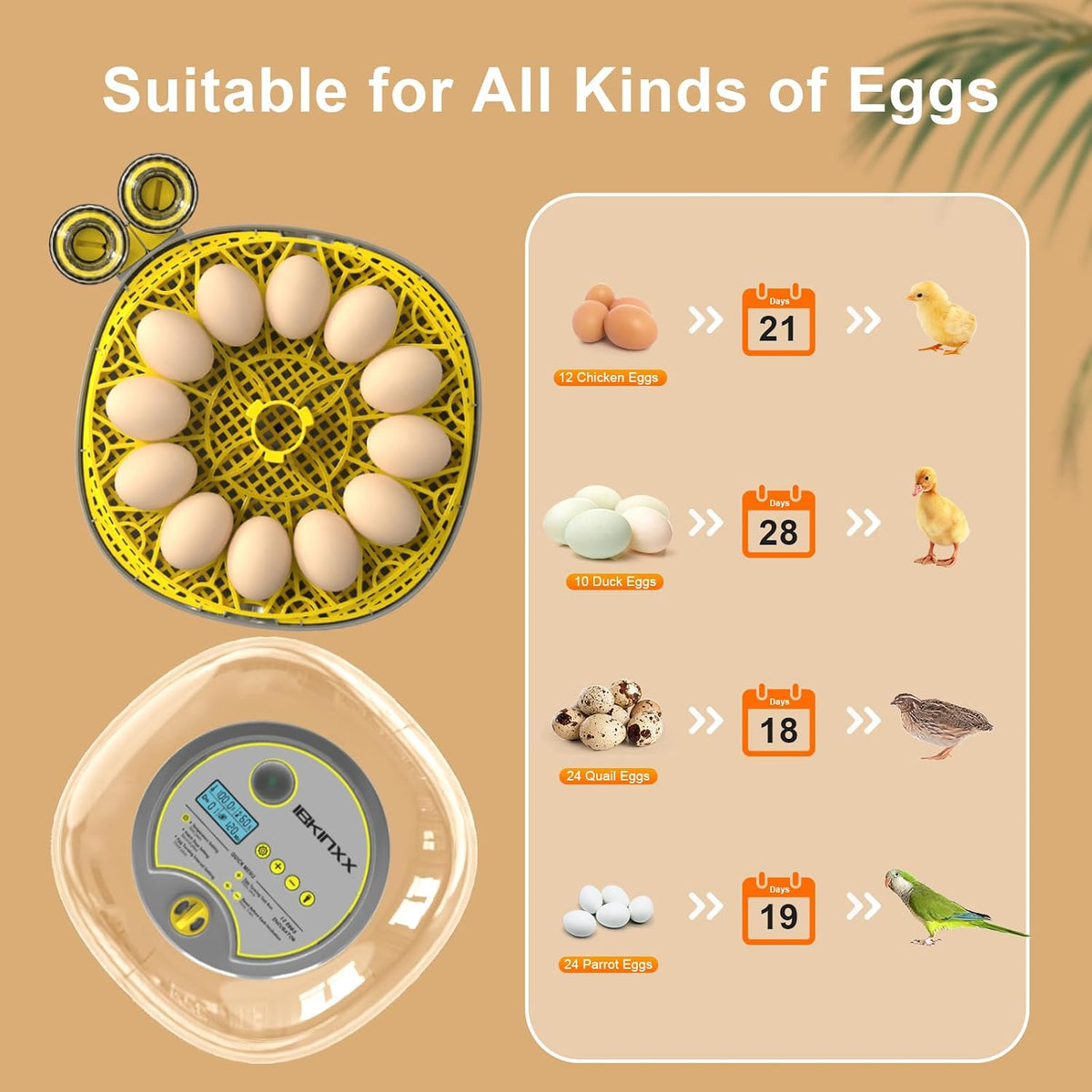 Incubator for Hatching Eggs - 12 Egg Capacity, 360° Viewing for Chicken