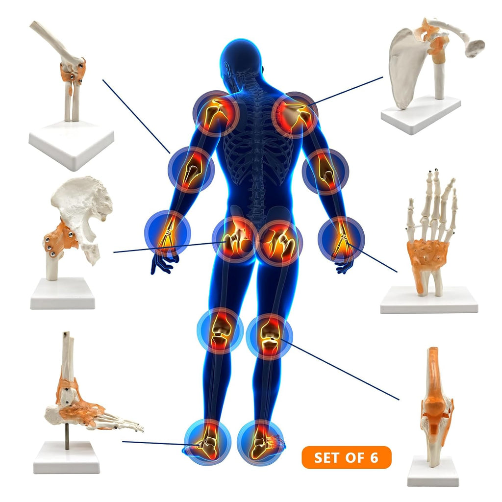 6 pcs/Set Anatomy Models Human Shoulder Elbow Hip Knee Hand Foot Joint Bone Models Human Joint Anatomy Model Science