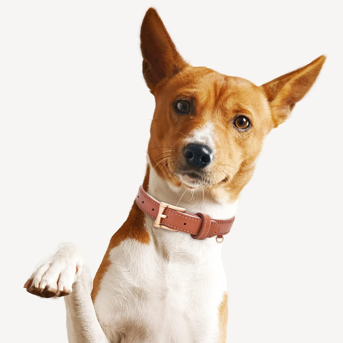 Leather Dog Collars, Soft Padded, for Small Medium Large Dogs