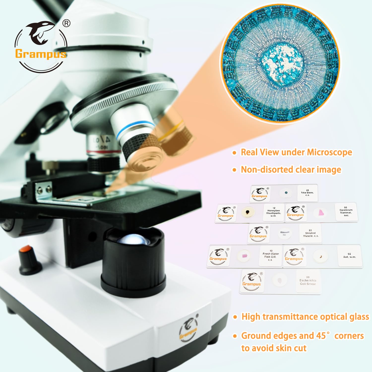 30 Prepared Microscope Slides with Specimens for Kids Students - Animals Plants Insects Microorganism, for Biological