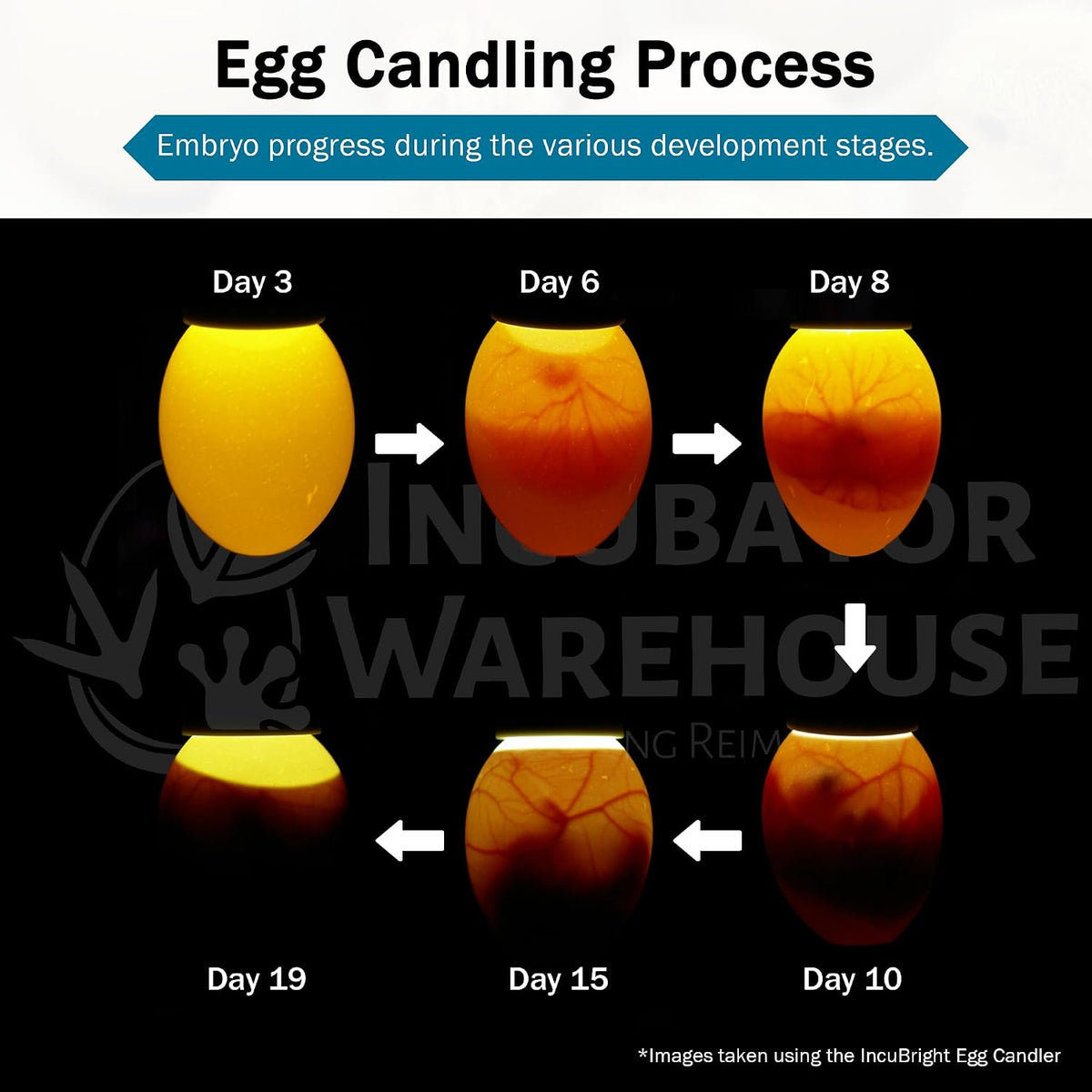 Incu-Bright Ultra Bright LED Egg Candler - Portable Light for All Egg Size