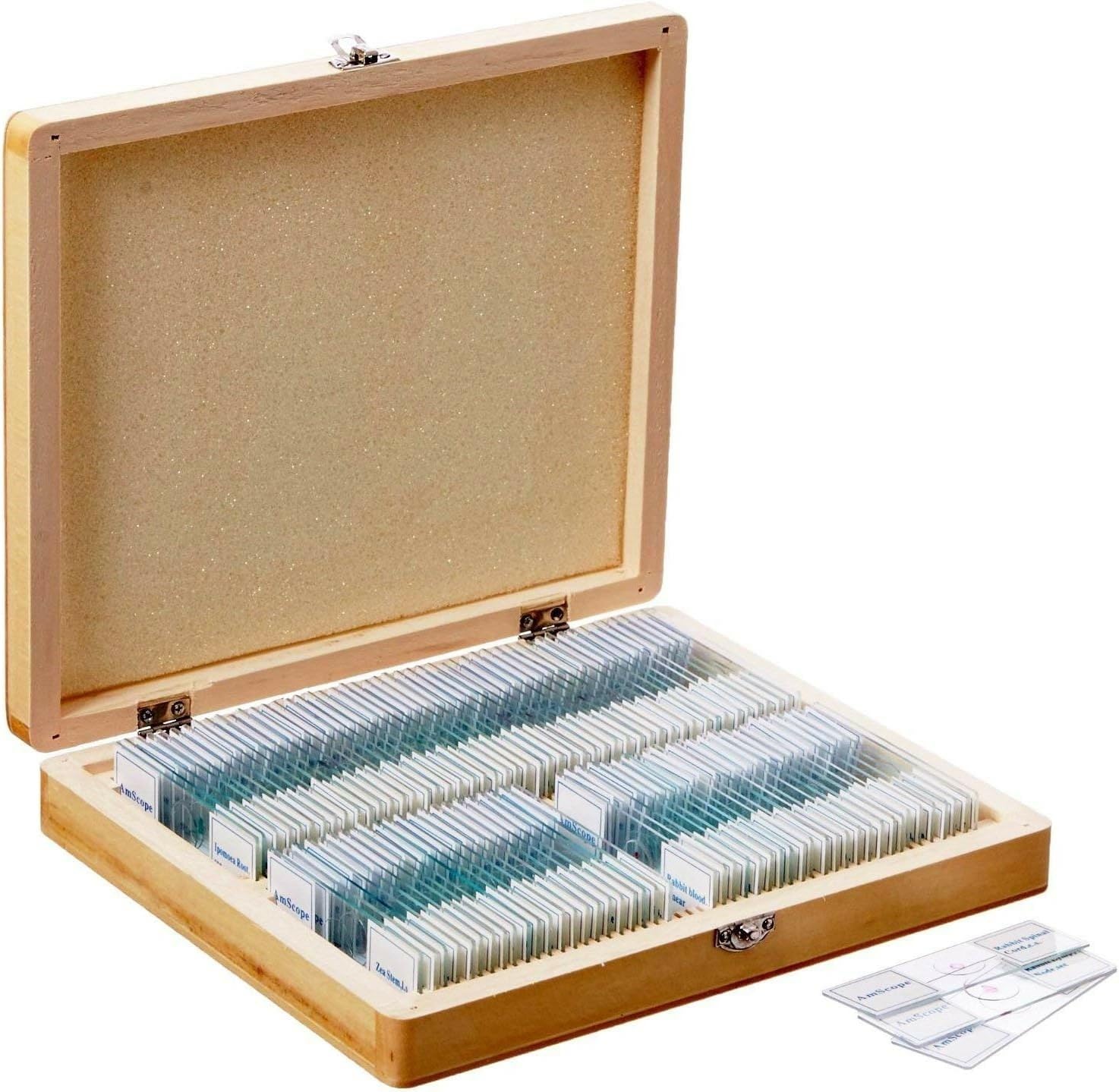 PS100B Prepared Microscope Slide Set for Basic Biological Science | 100pc Prepared Slides Professionally Stained &