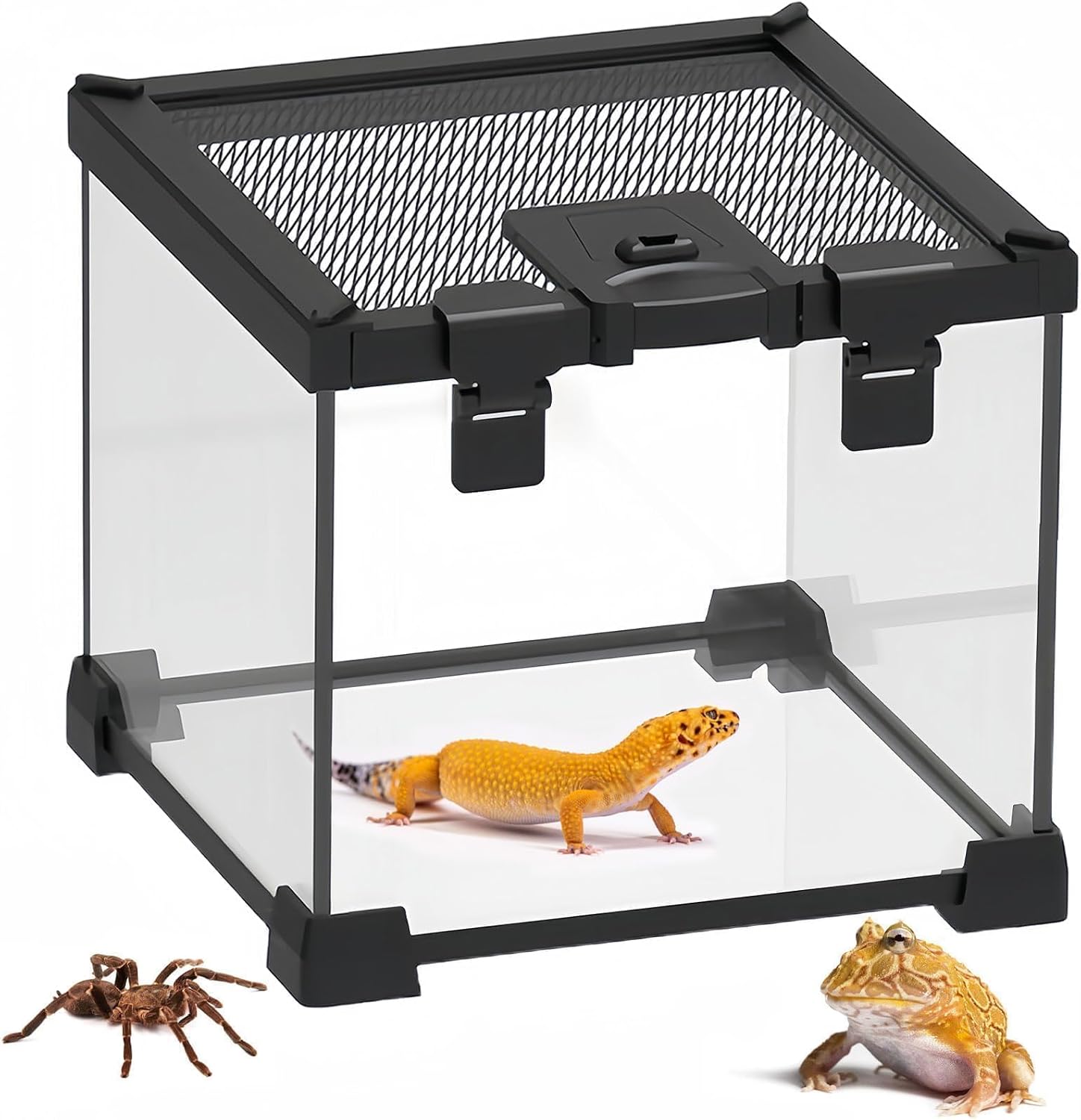 Mini Reptile Glass Terrarium Tank,8"x8"x6" Small Reptile Enclosure Cage | Full View Geckos Enclosure Tank Habitat
