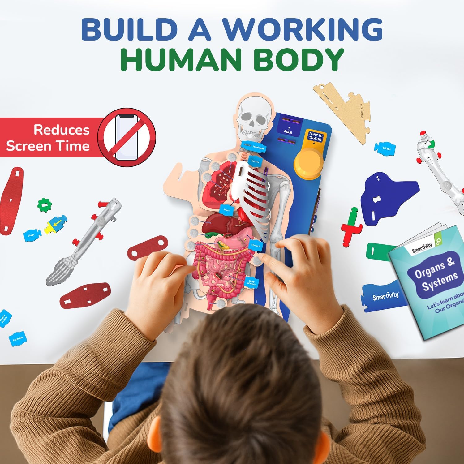 Interactive Human Body Model for Kids 8-14 Years I Dynamic Body Parts & Organs + Learning Booklet | Birthday Gift for