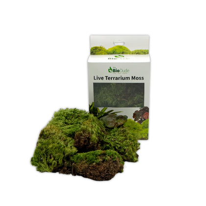 Live Terrarium Moss - Natural Pillow Moss