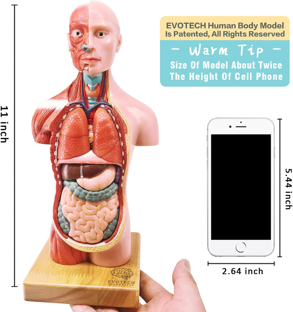 2026 New Human Body Model for Anatomy, 15 Pcs Removable 11 inch Human Torso Anatomical Model with Heart Head Skull