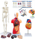 Human Anatomy Body Model Kit, Sets of 4 Human Heart Brain Torso and Skeleton Models Removable Parts with Anatomical