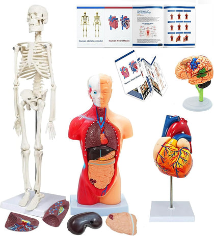 Human Anatomy Body Model Kit, Sets of 4 Human Heart Brain Torso and Skeleton Models Removable Parts with Anatomical