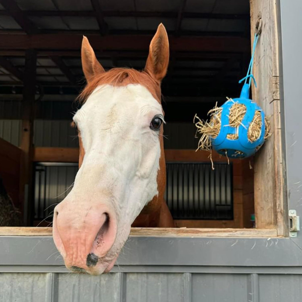 Horsemen's Pride Jolly Hay Ball Stall Toy for Horses, Blue, 8"
