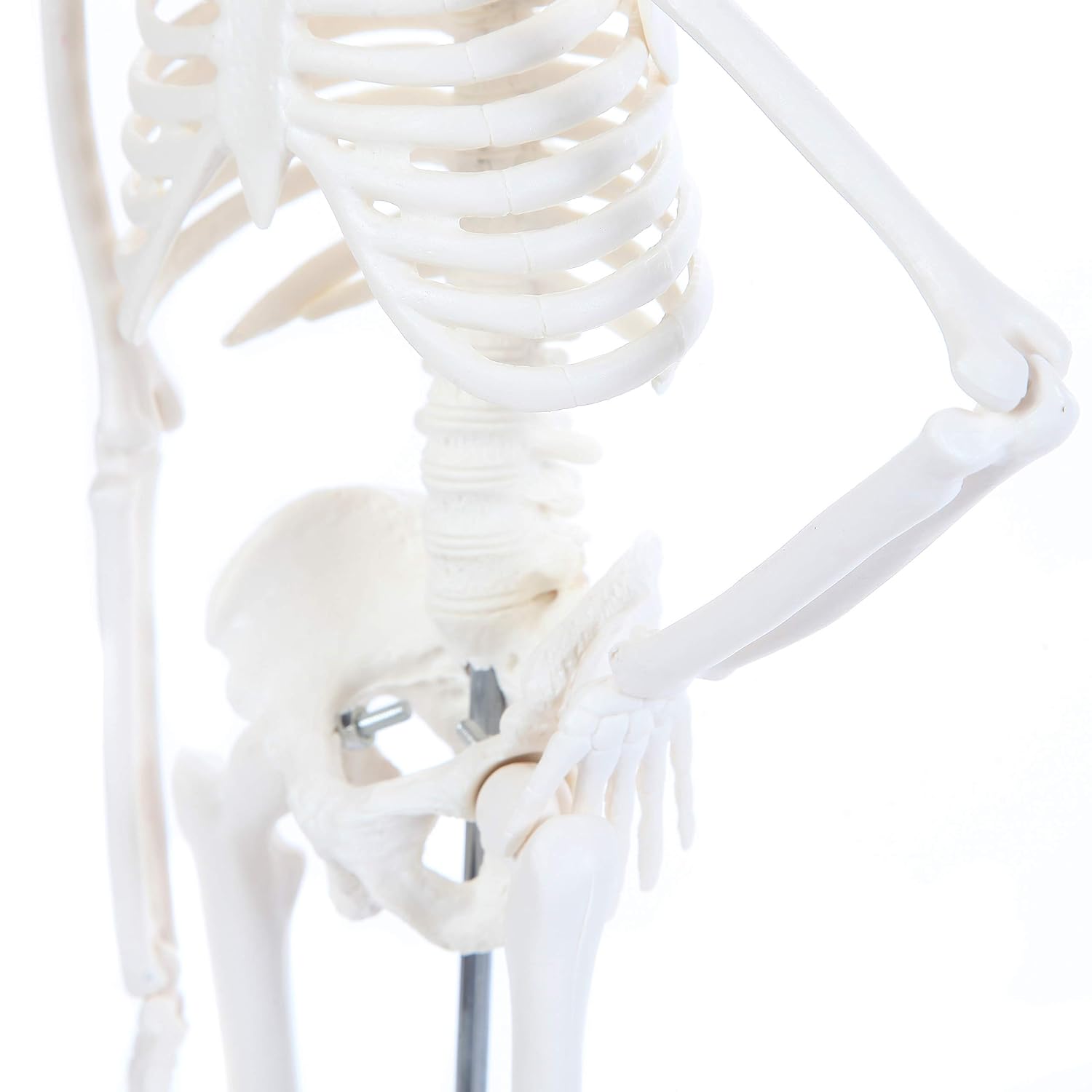 Human Skeleton Model, 19" Desktop Skeleton Has Movable Arms and Legs, Details Basic Human Skeletal System with