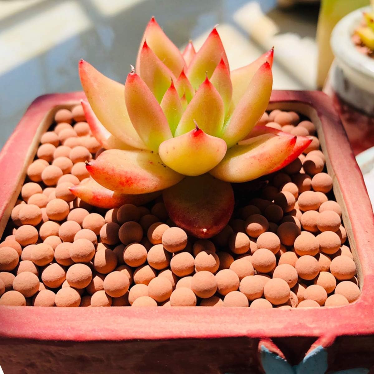 Clay Pebbles Gardening Ceramsite Orchid Hydroponic Grow Media Clay Rocks Drainage Water Purification Ceramsite Decor
