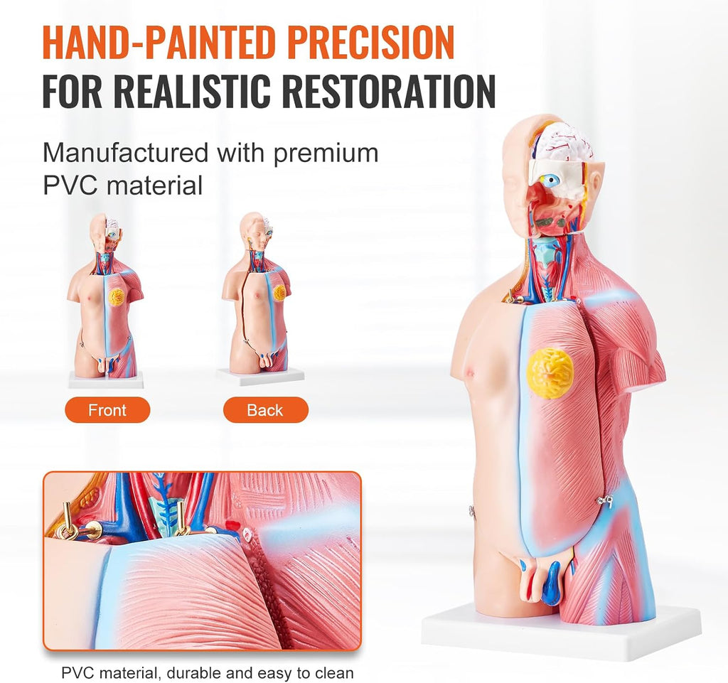 Human Body Model, 23 Parts 18 inch, Human Torso Anatomy Model Unisex Anatomical Skeleton Model with Removable Organs