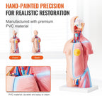 Human Body Model, 23 Parts 18 inch, Human Torso Anatomy Model Unisex Anatomical Skeleton Model with Removable Organs