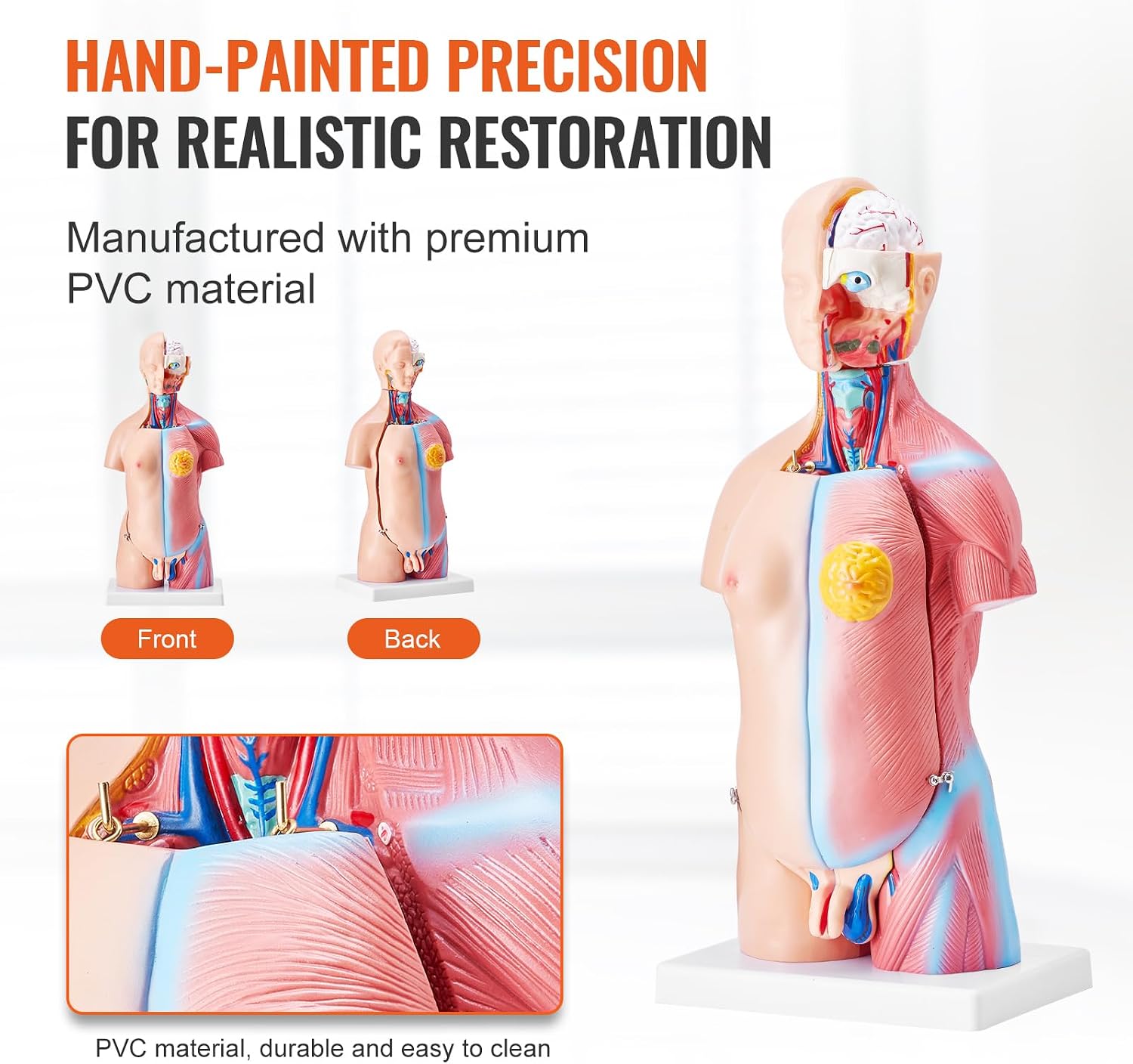 Human Body Model, 23 Parts 18 inch, Human Torso Anatomy Model Unisex Anatomical Skeleton Model with Removable Organs
