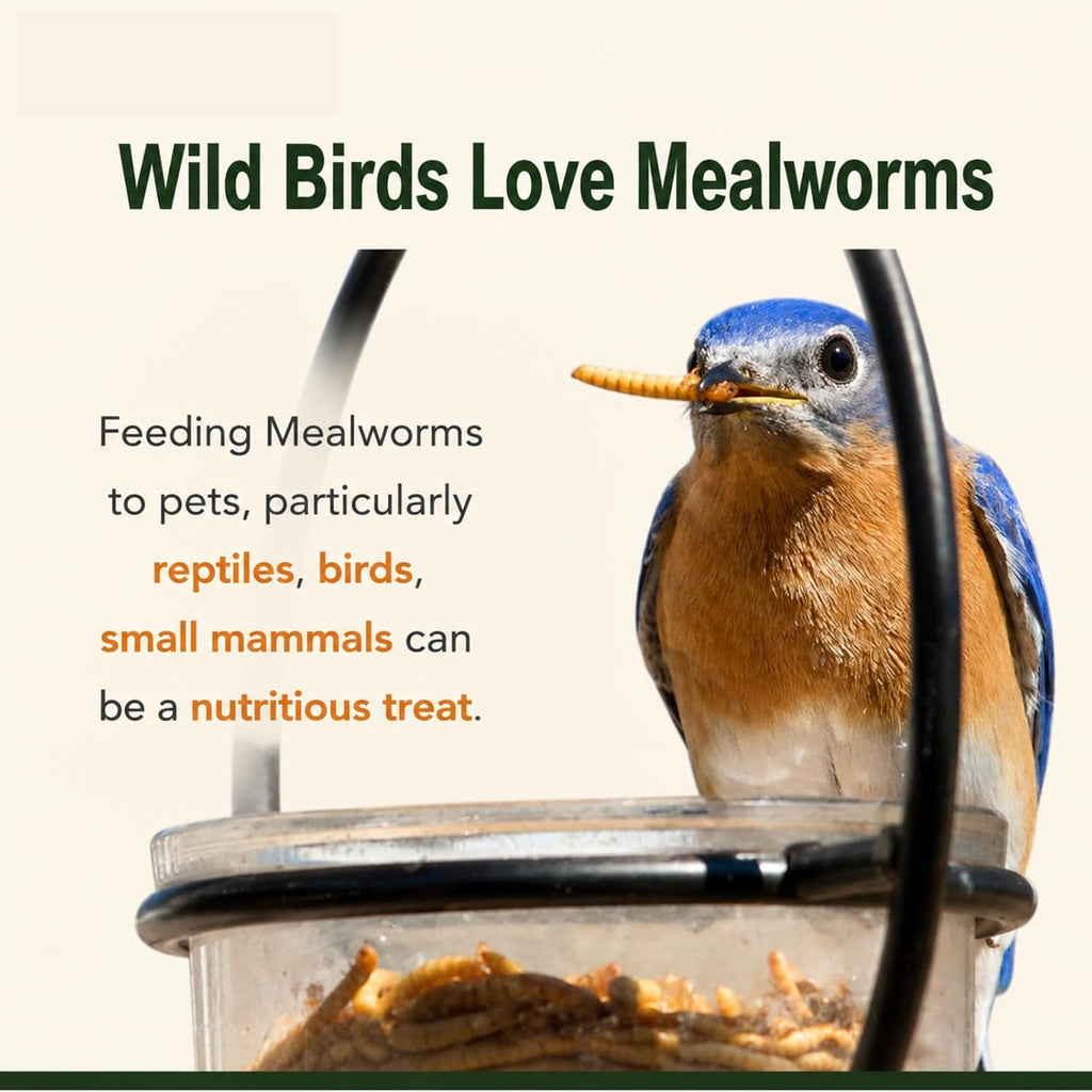 Dried Mealworms 10 LB, Chicken Feed for Laying Hens & Wild Birds