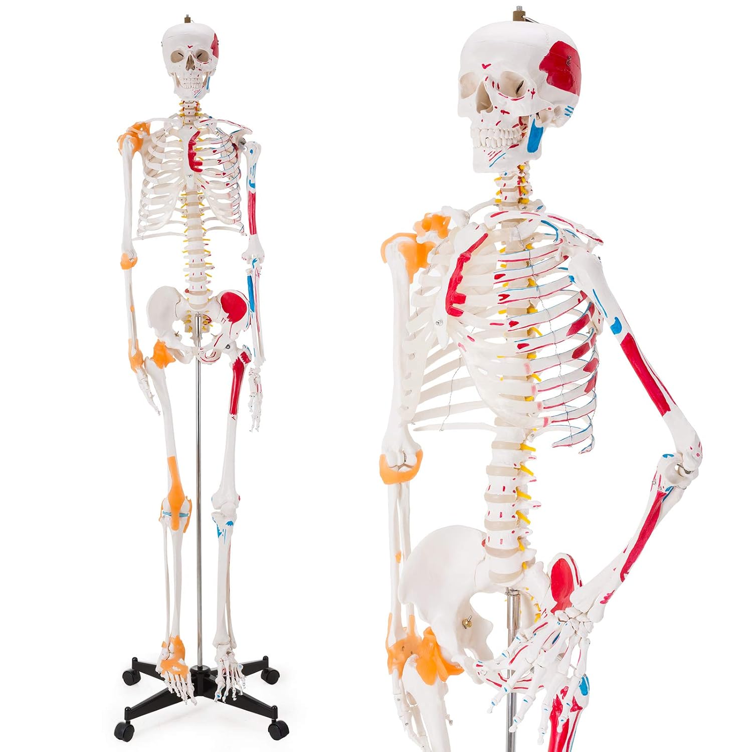 Human Skeleton Model, Life Size Anatomical Skeleton Replica with Spinal Nerves, Muscle Insertion and Origin Points