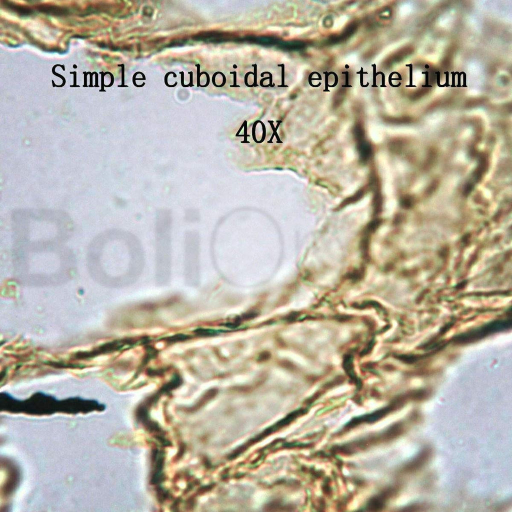 25 Prepared Microscope Slides Human Biology Specimen Set Human Anatomy Organ Tissue Cells for Students Hobbyists