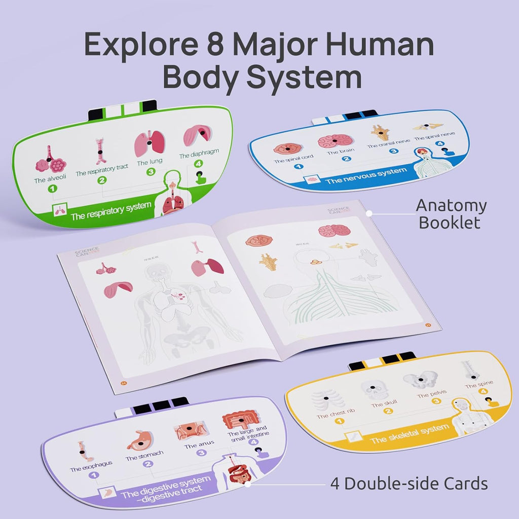 Human Body Model for Kids, Interactive Anatomy Learning Toys | 11" Human Anatomy Model, Knowledge/Quiz Mode, 15pcs