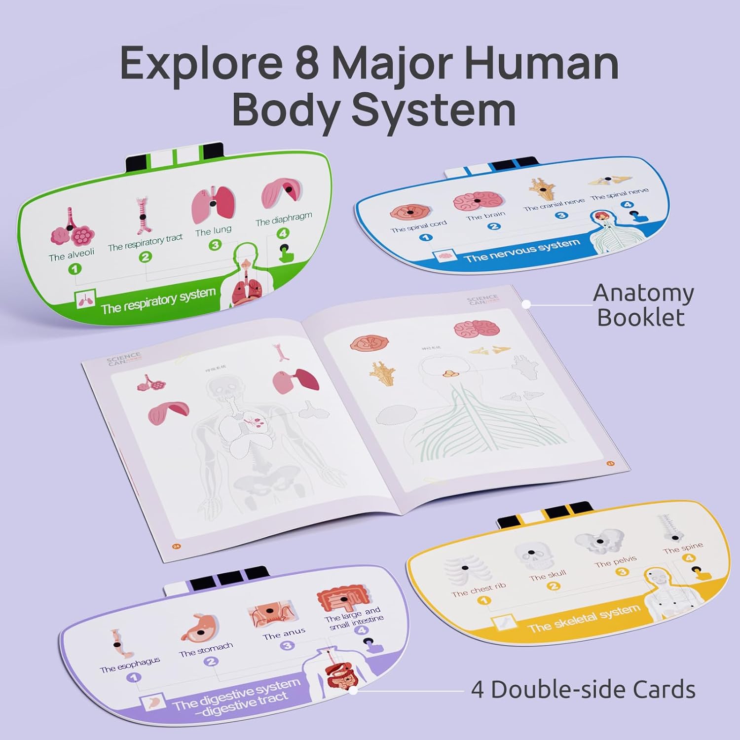 Human Body Model for Kids, Interactive Anatomy Learning Toys | 11" Human Anatomy Model, Knowledge/Quiz Mode, 15pcs
