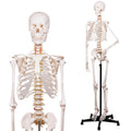 Human Skeleton Model for Anatomy -Life Size Anatomical Skeleton Medical Model with Nervous System 70.8 in with