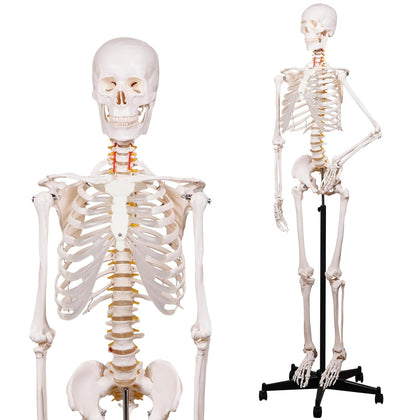 Human Skeleton Model for Anatomy -Life Size Anatomical Skeleton Medical Model with Nervous System 70.8 in with