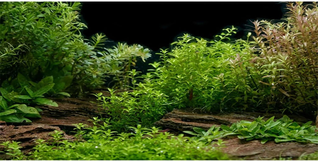 Aquarium Background Aquatic Plant Fish Tank Background Vinyl 30x18 inches