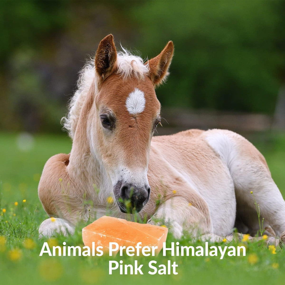 Licking Salt for Horse, 100% Pure Himalayan Pink Salt Chunks, 6 LBS, Animal Feed Salt Chunks, Horse Salt Licks
