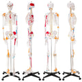 Human Skeleton Model, Life Size Anatomical Skeleton Replica with Spinal Nerves, Muscle Insertion and Origin Points