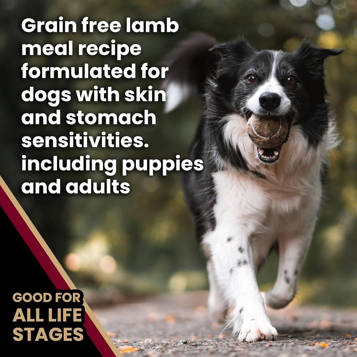 Sensitive Skin & Stomach - Lamb Meal & Sweet Potato Dog Food, 5 lb