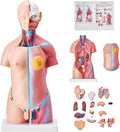 Human Body Model, 23 Parts 18 inch, Human Torso Anatomy Model Unisex Anatomical Skeleton Model with Removable Organs