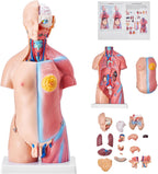 Human Body Model, 23 Parts 18 inch, Human Torso Anatomy Model Unisex Anatomical Skeleton Model with Removable Organs