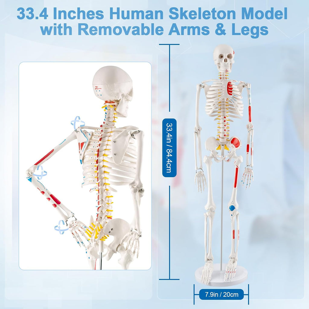 33.4” Human Skeleton Model with Removable Arms & Legs – Durable Mini Anatomy Model for Teaching, Scientific Study