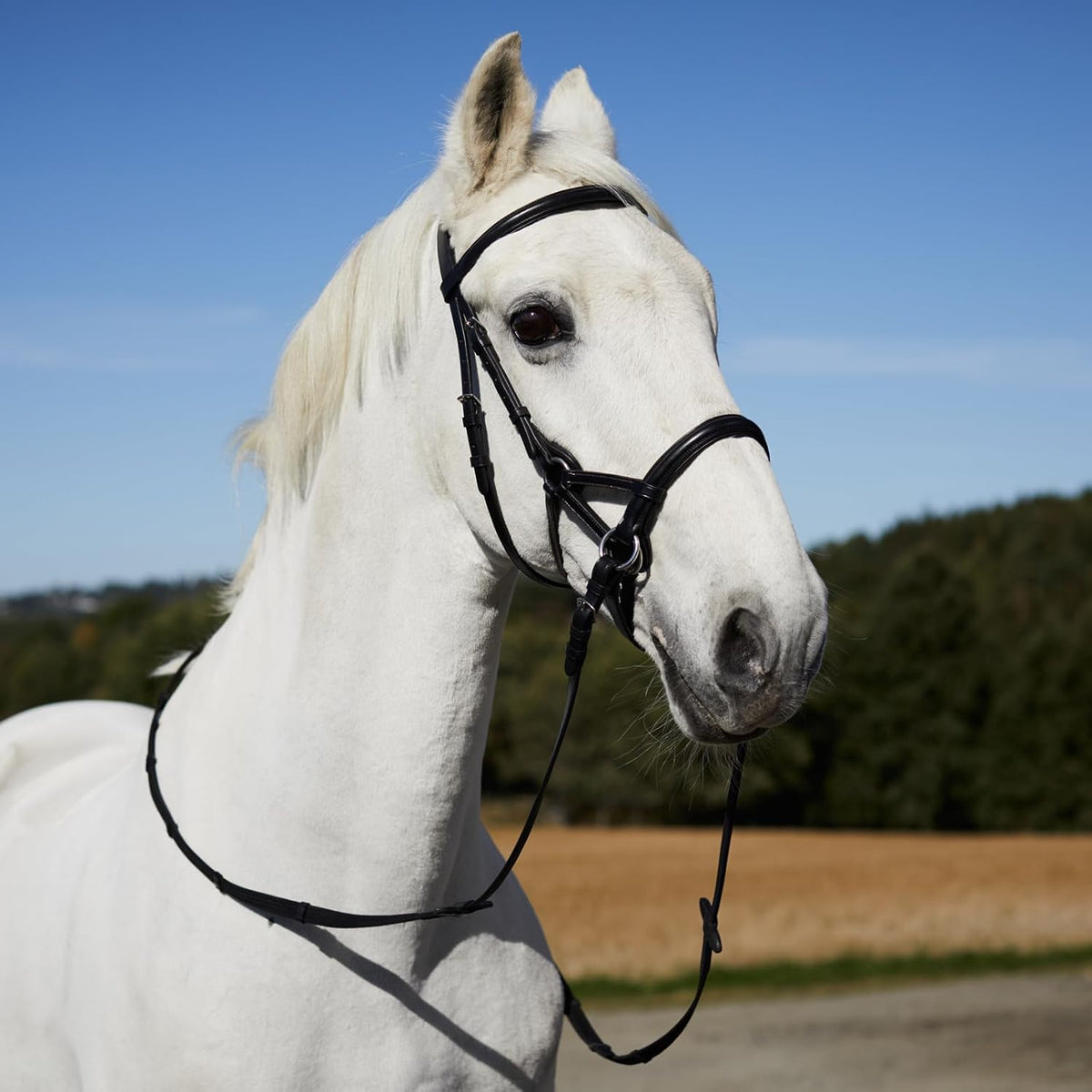Denver Soft Leather English Side Pull Bitless Bridle for Horses | Web Reins Included