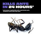 Liquid Ant Baits, Kills The Queen and Colony