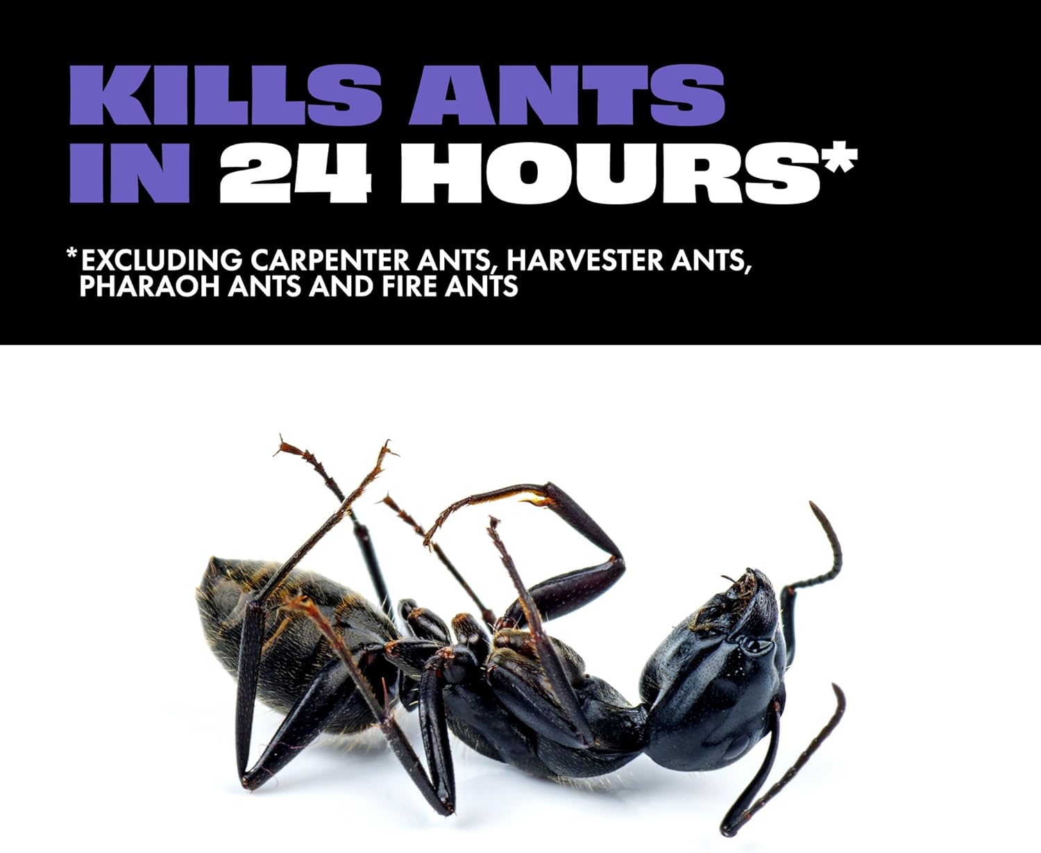 Liquid Ant Baits, Kills The Queen and Colony