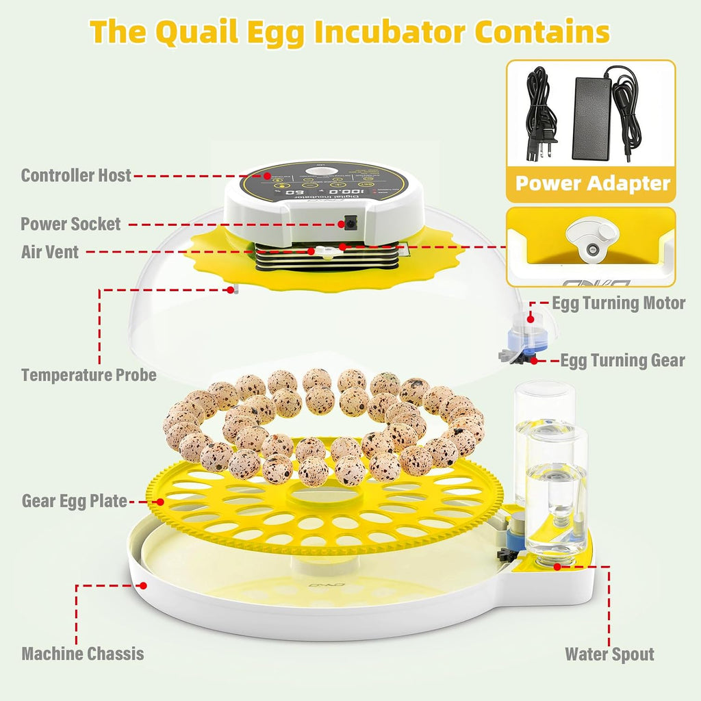 Quail Egg Incubator for Hatching 40 Quail Eggs with Automatic Turner