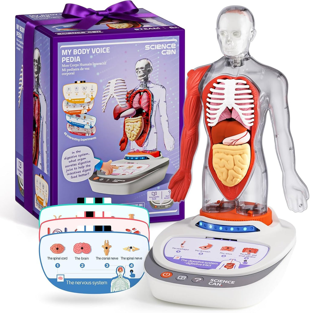 Human Body Model for Kids, Interactive Anatomy Learning Toys | 11" Human Anatomy Model, Knowledge/Quiz Mode, 15pcs